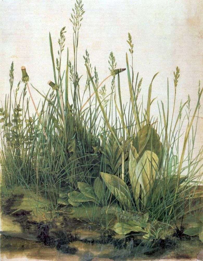 Duży kawałek łąki   Albrecht Durer