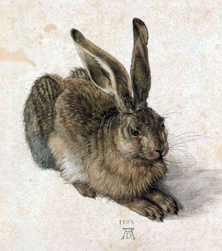 Młody królik   Albrecht Durer